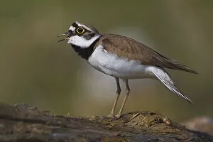 Images Dated 15th March 2009: Adult Little Ringed Plover, Charadrius dubius, Italy