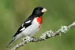 Images Dated 28th April 2005: Adult male Rose-breasted Grosbeak, Pheucticus ludovicianus