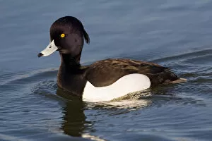 Images Dated 25th March 2007: Adult male Tufted Duck, Aythya fuligula