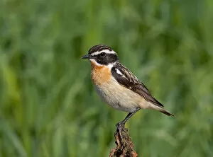 Images Dated 27th June 2004: Adult male Whinchat, Saxicola rubetra, Finland