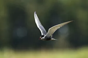 Images Dated 26th May 2008: Adult Whiskered Tern in flight, Chlidonias hybrida