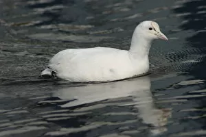 Images Dated 28th March 2004: Albino Common Coot swimming