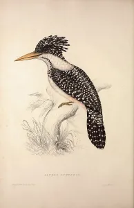Alcedo Guttatus. Birds from the Himalaya Mountains, engraving 1831 by Elizabeth Gould Alcedo Guttatus. Birds from the Himalaya Mountains, engraving 1831 by Elizabeth Gould