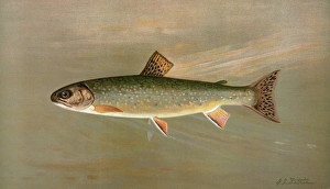 The American Brook Trout, Salvelinus fontinalis, Harris, William C. (William Charles) The American Brook Trout, Salvelinus fontinalis, Harris, William C. (William Charles)
