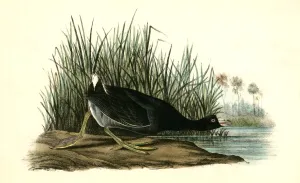 American Coot., Audubon, John James, 1785-1851 American Coot., Audubon, John James, 1785-1851