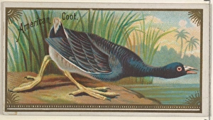 American Coot Game Birds series N13 Allen & Ginter Cigarettes Brands American Coot Game Birds series N13 Allen & Ginter Cigarettes Brands