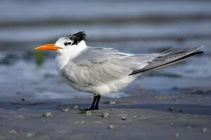 Images Dated 26th February 2006: American Royal Tern, Thalasseus maximus, United States