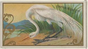 American White Egret Game Birds series N13 Allen & Ginter Cigarettes Brands American White Egret Game Birds series N13 Allen & Ginter Cigarettes Brands