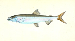 Anchovy, Clupea encrasicolus, 1803, British fishes, Donovan, E. (Edward), 1768-1837 Anchovy, Clupea encrasicolus, 1803, British fishes, Donovan, E. (Edward), 1768-1837