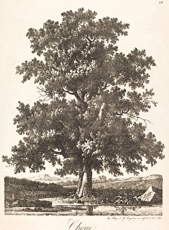 Antoine-Pierre Mongin (French, 1761-1762 - 1827), Chene (Oak Tree), 1816, lithograph Antoine-Pierre Mongin (French, 1761-1762 - 1827), Chene (Oak Tree), 1816, lithograph