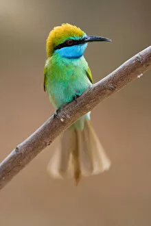 Images Dated 3rd November 2007: Arabian Green Bee-eater adult perched, Merops orientalis, Oman
