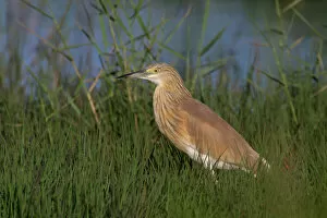 Images Dated 29th April 2004: Ardeola ralloides, Squacco Heron