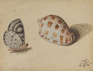 Arrowhead Blue Butterfly Scotch Bonnet Sea Shell Arrowhead Blue Butterfly Scotch Bonnet Sea Shell
