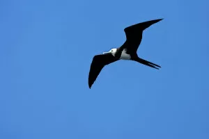 Images Dated 7th April 2006: Ascension Frigatebird flying against blue sky, Fregata aquila, Ascension Island