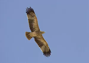 Images Dated 24th January 2007: Asian Imperial Eagle in flight