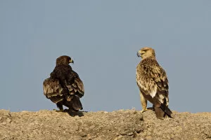 Images Dated 27th October 2007: Asian Imperial Eagle perched, Oman