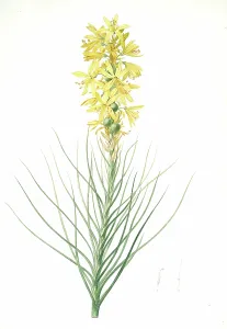 Asphodelus luteus, Asphodeline lutea; Kings spear, Yellow asphodel; Jacobs rod Asphodelus luteus, Asphodeline lutea; Kings spear, Yellow asphodel; Jacobs rod