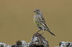 Images Dated 5th October 2006: Atlantic Canary perched on rock, Serinus canaria
