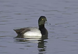 Images Dated 14th January 2005: Aythya marila, Greater Scaup