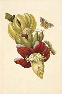 Related Images Gallery: Banana tree flower Musa paradisiaca io moth Automeris liberia