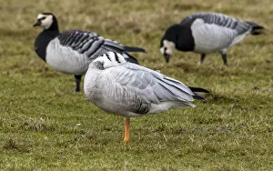 Images Dated 15th February 2009: Bar-headed Goose sleped on the grass, Anser indicus
