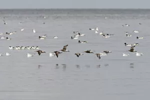 Images Dated 16th August 2008: Bar-tailed Godwit and Grey Plover flying over sea, Pluvialis squatarola, Limosa lapponica