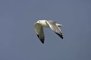 Images Dated 4th November 2007: Baraba Gull in flight, Oman