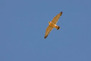 Images Dated 25th March 2007: Barbary Falcon in flight, Falco pelegrinoides, Israel