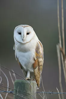 Images Dated 11th March 2006: Barn owl on roadside fence