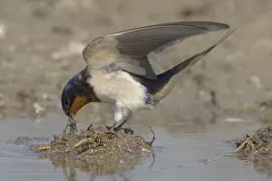 Images Dated 13th April 2006: Barn Swallow gathering mud for its nest, Hirundo rustica