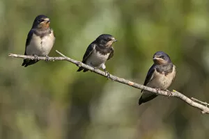 Images Dated 25th June 2006: Barn Swallow perched, Hirundo rustica