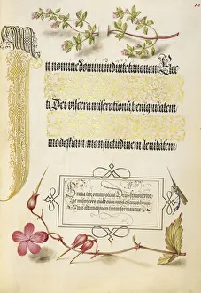 Basil Thyme Insect Herb Robert Joris Hoefnagel Basil Thyme Insect Herb Robert Joris Hoefnagel