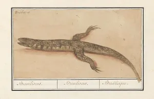 Basilisk Basiliscus Representation lizard front legs Basilisk Basiliscus Representation lizard front legs
