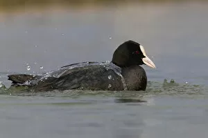 Images Dated 5th March 2011: Bathing Eurasian Coot, Fulica atra, Italy
