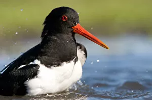 Images Dated 1st May 2011: Bathing European Oystercatcher