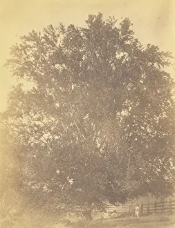 Beech Tree Avondale Pennsylvania Thomas Eakins Beech Tree Avondale Pennsylvania Thomas Eakins