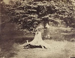Beech Tree Gustave Le Gray French 1820 1884 Fontainebleau Beech Tree Gustave Le Gray French 1820 1884 Fontainebleau