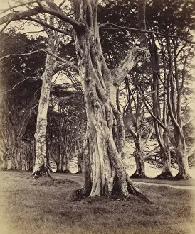 Beech Trees Inveraray Vernon Heath British 1819 Beech Trees Inveraray Vernon Heath British 1819
