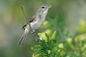 Images Dated 15th April 2005: Bell's Vireo, Vireo bellii
