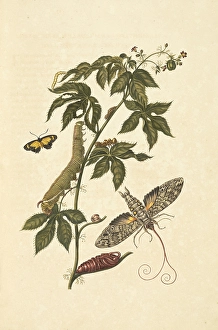 Belly-ache bush Jatropha gossypifolia metamorphosis Belly-ache bush Jatropha gossypifolia metamorphosis