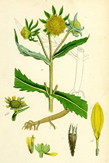 Bidens cernus, var. genuina; Nodding Bur-Marygold, var. a Bidens cernus, var. genuina; Nodding Bur-Marygold, var. a