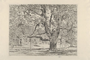 Big Horse Chestnut Tree Easthampton 1928 Etching Big Horse Chestnut Tree Easthampton 1928 Etching