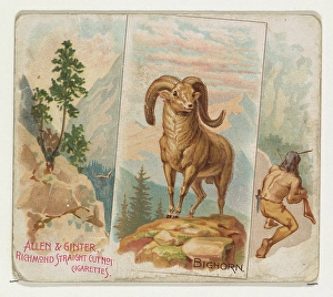 Bighorn Quadrupeds series N41 Allen & Ginter Cigarettes Bighorn Quadrupeds series N41 Allen & Ginter Cigarettes
