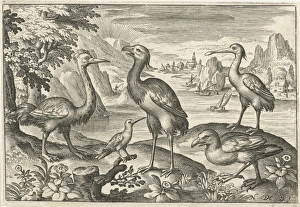 Five birds including spoonbill, Nicolaes de Bruyn, 1594 Five birds including spoonbill, Nicolaes de Bruyn, 1594