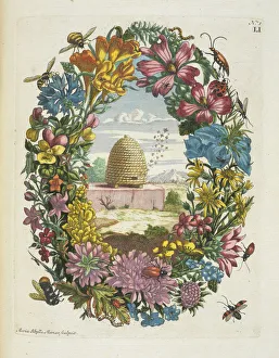 Blaauwe Viole De Europische insecten Merian Maria Sibylla Blaauwe Viole De Europische insecten Merian Maria Sibylla