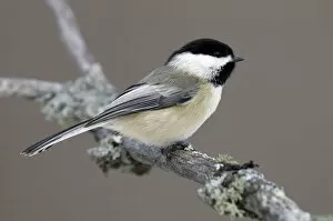 Images Dated 7th January 2005: Black-capped Chickadee, Poecile atricapillus, United States