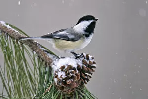 Black Capped Chickadee Collection: Black-capped Chickadee, Poecile atricapillus, United States