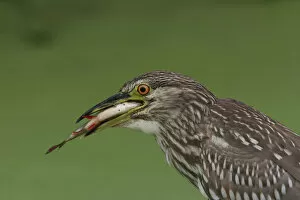 Images Dated 28th October 2005: Black-crowned Night Heron immature swallowing fish, Nycticorax nycticorax