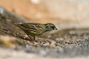 Images Dated 3rd March 2007: Black-faced Bunting foraging on the ground in citypark Tokyo, Emberiza spodocephala