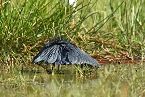 Images Dated 6th January 2008: Black Heron, feeding in swamp wings out, Egretta ardesiaca